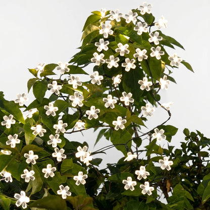 Delvon | Solar Lichterkette mit Blumenform für den Außenbereich
